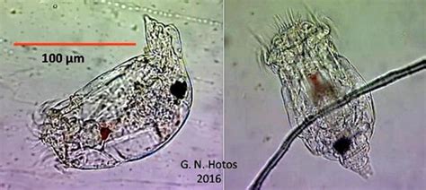 Male B Plicatilis In Two Views Download Scientific Diagram