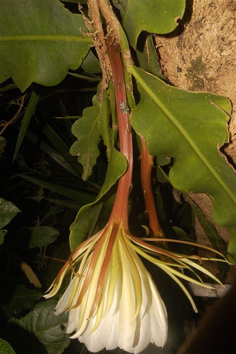 Epiphyllum Grandilobum F A C Weber Britton Rose Flickr