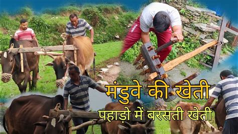 Pahado Me Manduwe Ki Kheti Uttarakhand Youtube