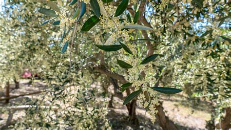 tasting  olives  oulibo  french olive oil  sampling