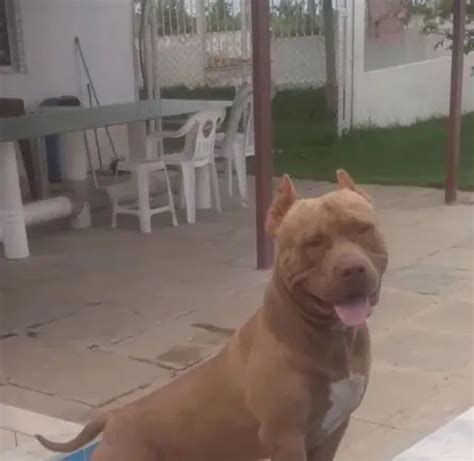 Filhote de pitbull fêmea Cachorros e acessórios Nova Brasília