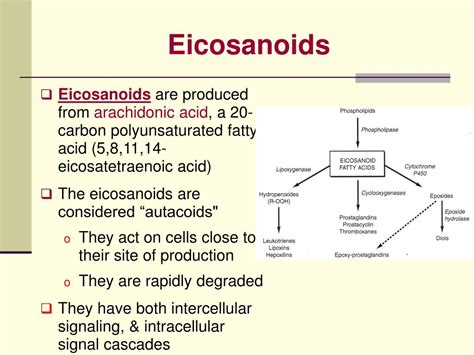 Ppt Eicosanoids Powerpoint Presentation Free Download Id6877143