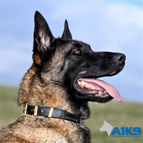 Belgian Malinois Protection Dogs For Sale | A1K9®