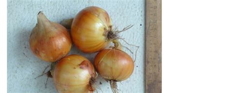 Bulbs of the Ellan variety. | Download Scientific Diagram