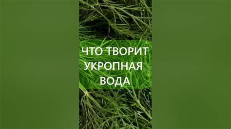 ЧУДО НАПИТОК - УКРОПНАЯ ВОДА #укропнаявода #семенаукропа # ...