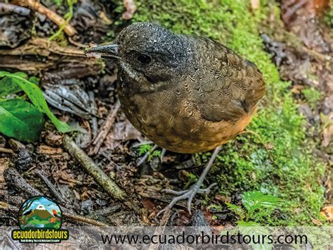 Day tours | Best binoculars for birding | Birding tours Ecuador