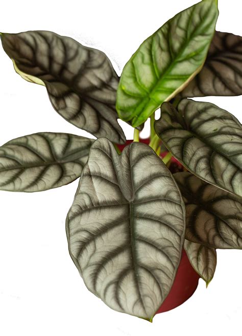 Alocasia Silver Dragon - LiveTrends Design Group