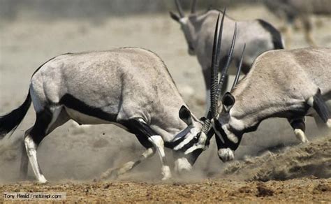 Oryx Fighting in Open Field