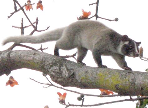 Masked Palm Civet Tangjiahe Mammals INaturalist