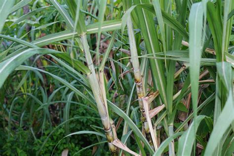 Single Sugar Cane Plant