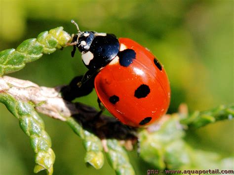 Homoptères (Homoptera) : définition et explications