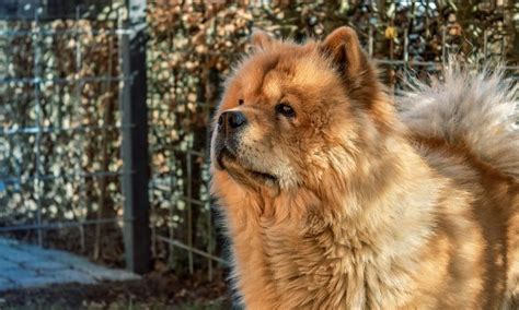 Are Chow Chows Dangerous Dogs