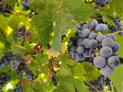 Blue Wine Grapes in Vineyard with Leaves on the Background. Stock Photo - Image of agriculture ...