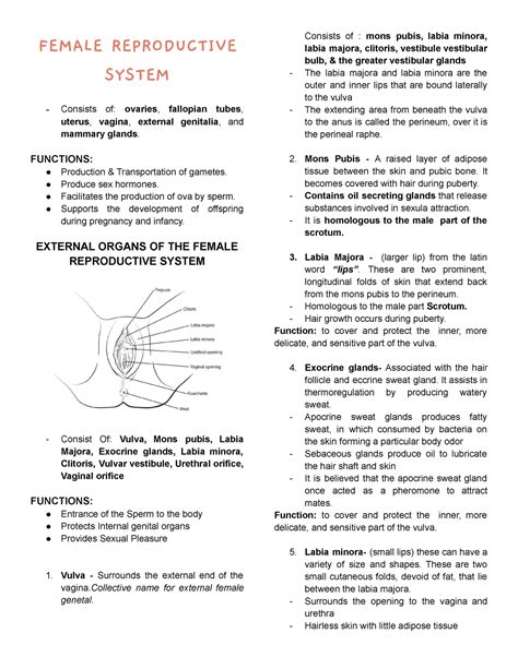 Reproductive System Lecture Notes 1 Female Reproductive System