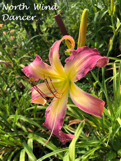 North Wind Dancer Happy Go Daylily