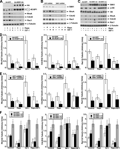 Both 4e Bp1 And S6k1 Pathways Are Involved In Rapamycin Inhibition Of Download Scientific