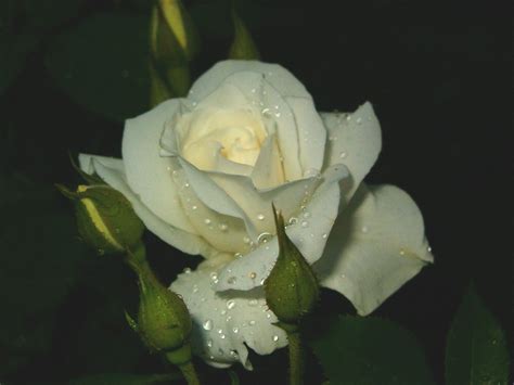 White Rose Free Photo Download Freeimages