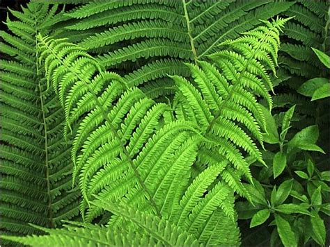 Ostrich Plume Fern Online Plant Nursery Plants Pretty Plants