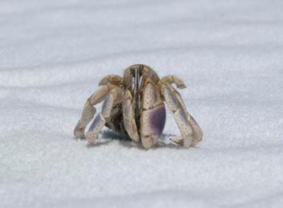 Sandcastle Momma A Naked Hermit Crab