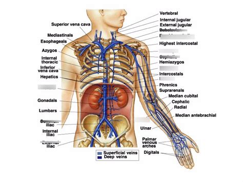 Superior Veins Diagram Quizlet