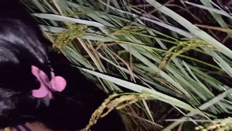 Me And My Bhabhi In The Paddy Field Free Porn B XHamster BR