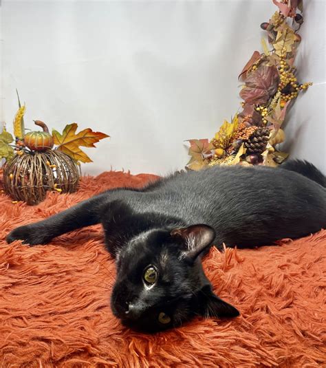 sevier county humane society animal shelter 5