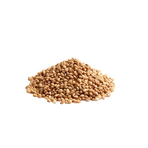 mahlab seeds bell grain  bulk spices herbs seeds
