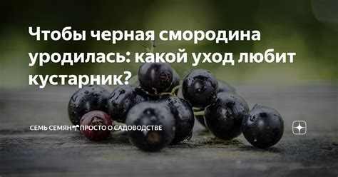 Чтобы черная смородина уродилась: какой уход любит кустарник? | Семь ...