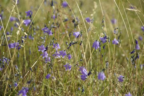 Glockenblumen Wildblumen Glocke Kostenloses Foto Auf Pixabay Pixabay