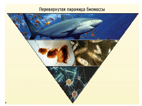 Презентация Биосфера – скачать бесплатно pptx