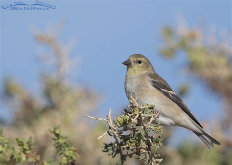 American Goldfinch Winter