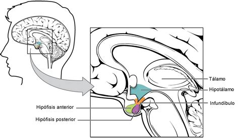 Glándula Pituitaria O Hipófisis Estructura Funciones Y Hormonas