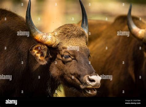 Indian Gaur Bison Horns High Resolution Stock Photography And Images