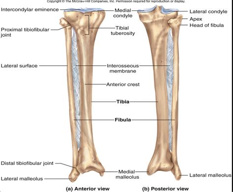 Tibia Diagram Quizlet