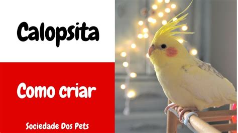 Guia B Sico De Como Criar Uma Calopsita Sociedade Dos Pets Youtube