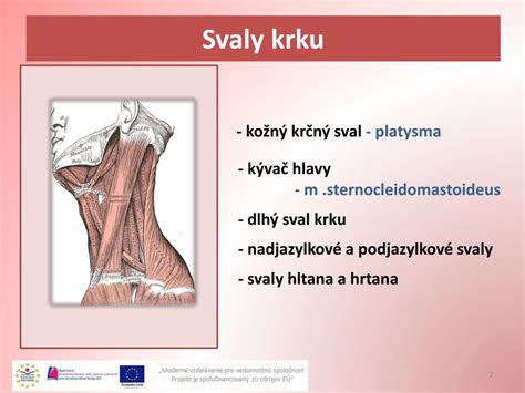 PPT Kostrové svaly človeka PowerPoint Presentation free download