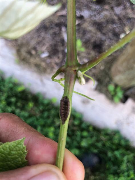 What problem is this on my grapes? - General Fruit Growing - Growing Fruit