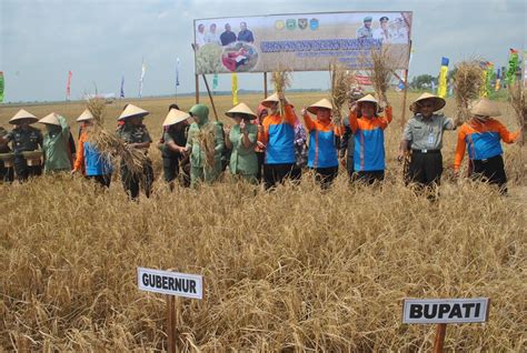 TP PKK KABUPATEN OGAN ILIR PANEN RAYA PADI DAN TANAM PADI IP 200 DI