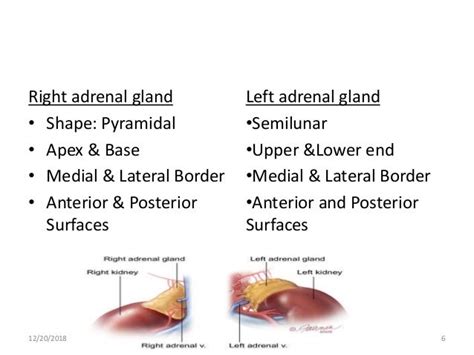 Adrenal gland Anatomy and histology