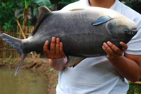 Cara Buat Umpan Agar Mendapatkan Ikan Bawal Saat Mancing Trubus