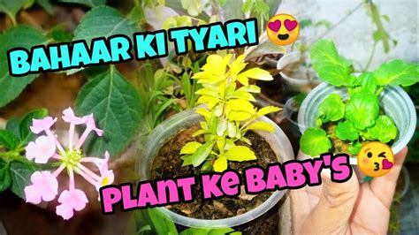 Bahaar Ki Tyari Plant Ke Baby S Shehr Main Garden Daily Vlog