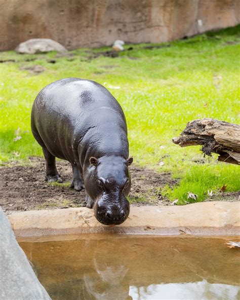 Hippo road trip: How John Ball Zoo transported its new pygmy hippo to