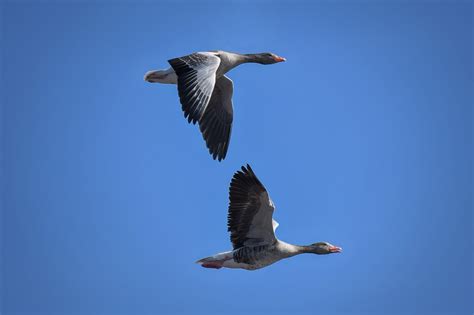 Greylag Geese Birds Free Photo On Pixabay Pixabay