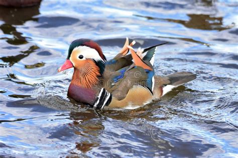 A Male Mandarin Duck Swimming on the Lake. Stock Photo - Image of ...