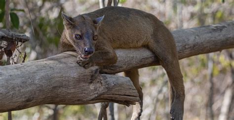 An extraordinary predator: The Fossa - MadaMagazine