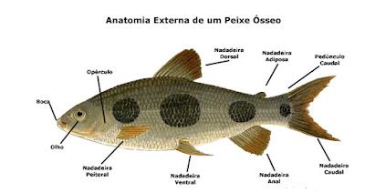 Filo Cordados Peixes Condrictes E Oste Ctes Biologia A Ci Ncia Da Vida