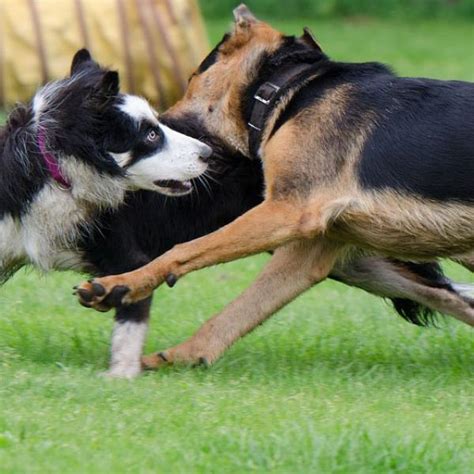 Por qué se pelean los perros tuveterinario24 es