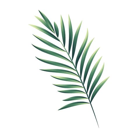 Vector Tropical Palma Hoja Aislado En Blanco 42344002 Vector En Vecteezy