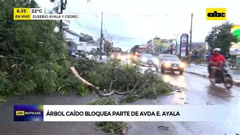 Video Árbol caído bloquea parte de la avenida Eusebio Ayala ABC