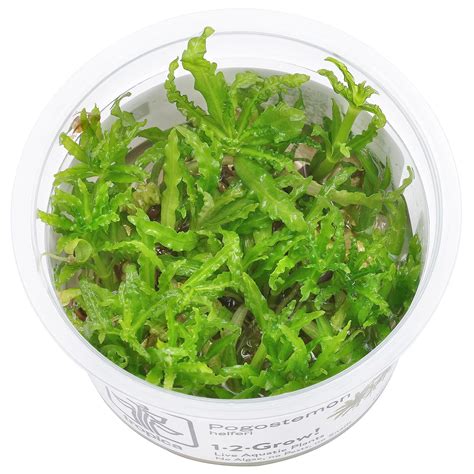 Pogostemon Helferi Aquasabi Aquarium Shop